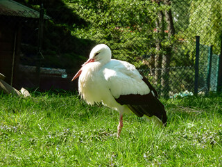 storch vogel