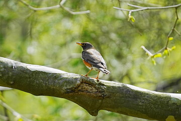 枝に止まるアカハラ