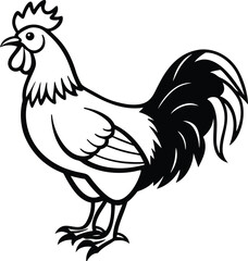 rooster isolated on white background