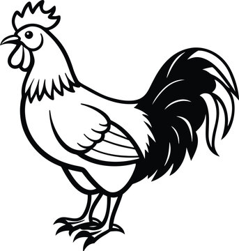 rooster isolated on white background