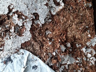 termites and their soil nests in wooden boards