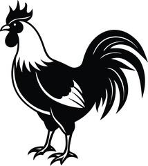 rooster isolated on white background