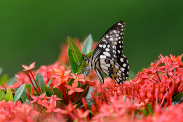 A Common Mormon Butterfly perched on a beautiful natural background