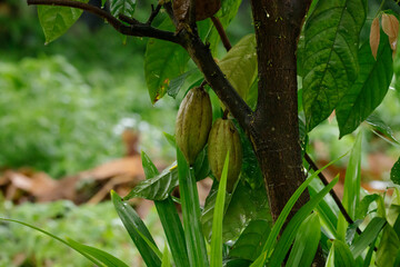 Raw cocoa berries on cocoa trees in the rainy season