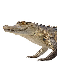 Naklejka premium Majestic Alligator in Profile: A detailed, high-resolution photo captures the textured skin and intense gaze of a solitary alligator, exuding a sense of primal power and untamed wilderness.