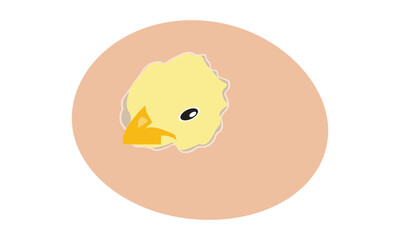 Chick hatching from an egg, newborn chicken, hatching chicken egg on a white background