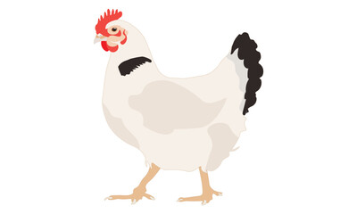 A White Chicken Illustration, White Hen Vector, Rooster Illustration on White Background