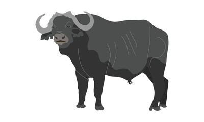 Black Bull Vector, Grey Buffalo Illustration Isolated on a White Background