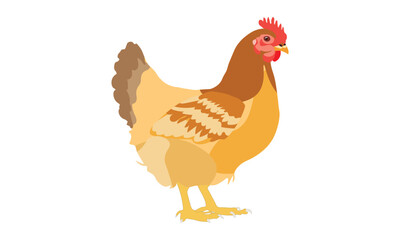 Chicken, Rooster, and Hen Detailed Illustration Vector, Isolated on a White Background
