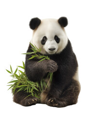 Fototapeta premium Panda Enjoying Bamboo: A captivating portrait of a giant panda, gracefully holding fresh bamboo shoots with a sense of contentedness.