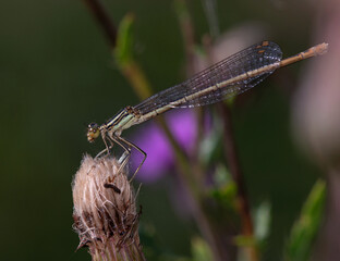 damselfly damsel or narrow wings Zygoptera sitting on a plant