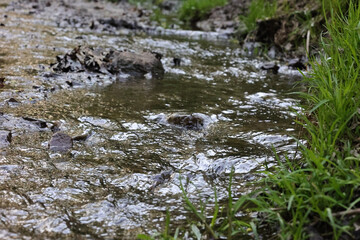 Fototapeta premium Close-Up Of A Shallow Forest Stream With Clear Water Gently Flowing Over A Bed Of Mud, Small Stones, And Fallen Leaves. Green Grass On The Bank. Tranquil Nature.