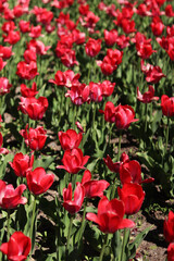 Fototapeta premium Red tulips. Tulip blooming period. Beautiful bright flowers close-up. Field of red tulips. Park. Natural spring background. Photos of flowers for postcards