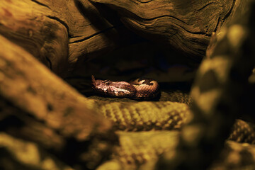 Vipera ammodytes, commonly known as horned viper, long-nosed or nose-horned viper, lying with others on a tree stump.