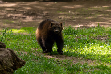 Wolverine (Gulo gulo), also called the carcajou or quickhatch, running headlong across the grass.
