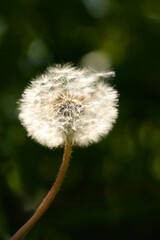 white fluffy dandelions macrophotography of plants
