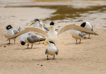 greater crested terns (Thalasseus bergii),breeding season. in Australia.