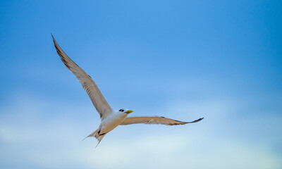 The greater crested tern (Thalasseus bergii) in flight with a pastel blue sky background.