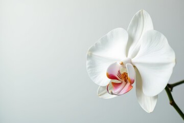 Fototapeta premium Delicate white orchid blossom against pure white backdrop, closeup, summer, naturephotography