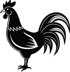 rooster isolated on white