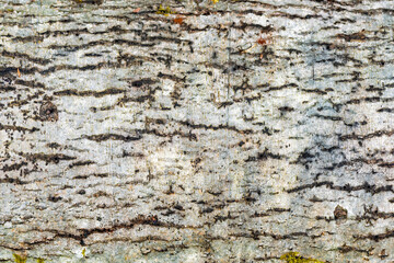 Close-up view reveals intricate textures and patterns of tree bark, highlighting the natural beauty and complexity of wood structures.