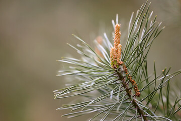 Close-Up Of A Young Male Pine Cone (Pollen Cone) And Long Green Needles On A Pine Tree Branch. Softly Blurred Natural Background. Spring Conifer Detail.