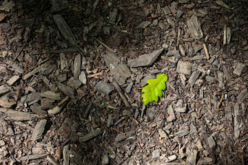 A Single Fresh Green Leaf, Possibly Oak, Lying On A Dark Bed Of Wood Chip Mulch, Creating A Stark Contrast. Top Down View, Spotlight Effect. Nature's Detail.