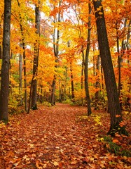 Obraz premium A vibrant fall forest with orange and red foliage