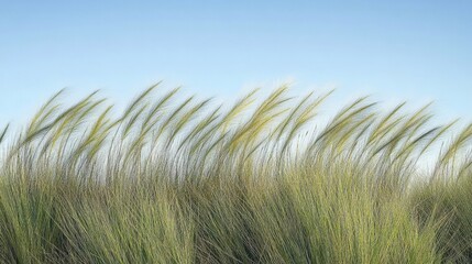 The tips of long, wild grass catch the early morning sunlight, glistening like jewels against the clear sky