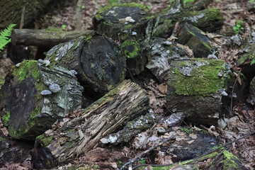 Pile Of Old, Decaying Logs And Tree Stumps Covered In Green Moss And Small Bracket Fungi On The Forest Floor. Natural Decomposition And Woodland Texture.
