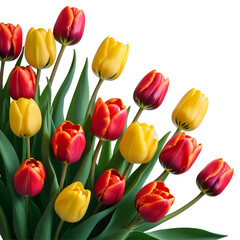 Fototapeta premium Vibrant Bouquet of Colorful Tulips on Transparent Background