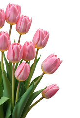 Vibrant Bouquet of pink Tulips on Transparent Background