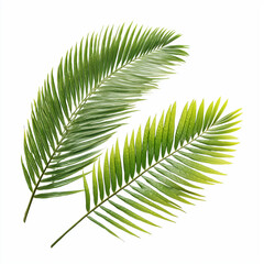 Obraz premium Vibrant Palm Leaves in Tropical Nature , isolated on white background png