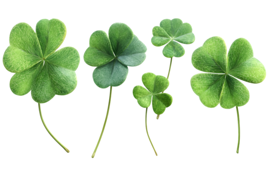 four leaf clover