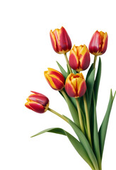Vibrant Bouquet of red Tulips on Transparent Background