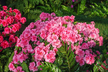 Blooming pink japan Azalea Ericaceae flowers, rhododendron flower macro, background. Evergreen decorative plant outdoor or in orangery in botanical garden. Gardeining, plant breeding