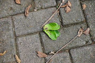 Dry leaves falling below. Looks aesthetic and attractive