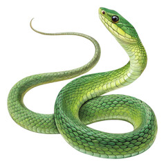 Obraz premium Green Snake Illustration Coiled Reptile, Isolated on Transparent Background, digital painting, Reptile, Snake, Green