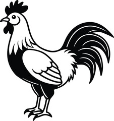 rooster isolated on white background