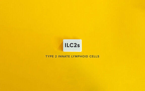 Type 2 innate lymphoid cells (ILC2s).