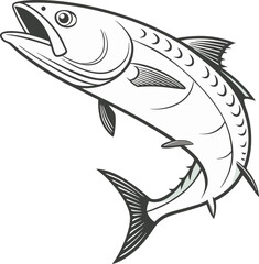 Barramundi fish illustration — contour and silhouette on white.