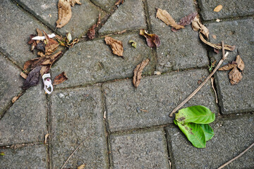 Dry leaves falling below. Looks aesthetic and attractive