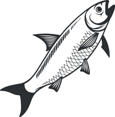 Detailed Hilsa fish line art on white.