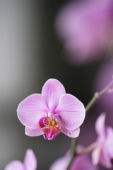 there is a pink flower that is growing in a vase