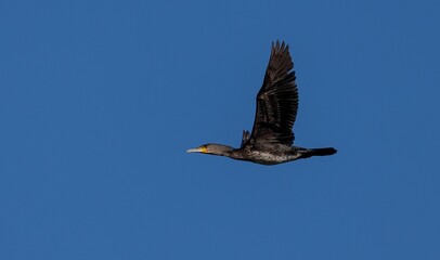 Cormorant in Flight Against Blue Sky