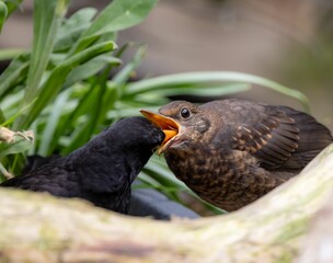 Blackbird feeding chick in nature.