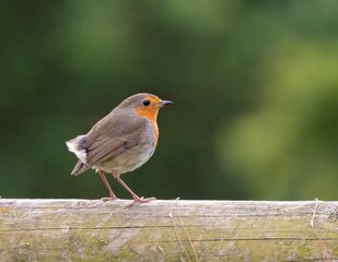 European Robin on Wooden Fence