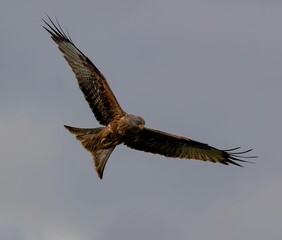 Majestic bird of prey soaring with wings spread wide.
