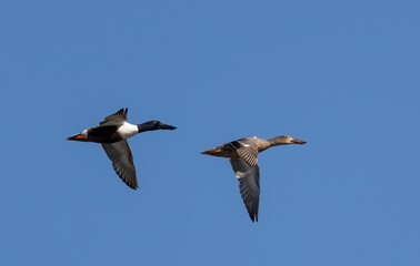 Obraz premium Northern shovelers in flight against blue sky.