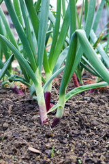 onion growing in the garden